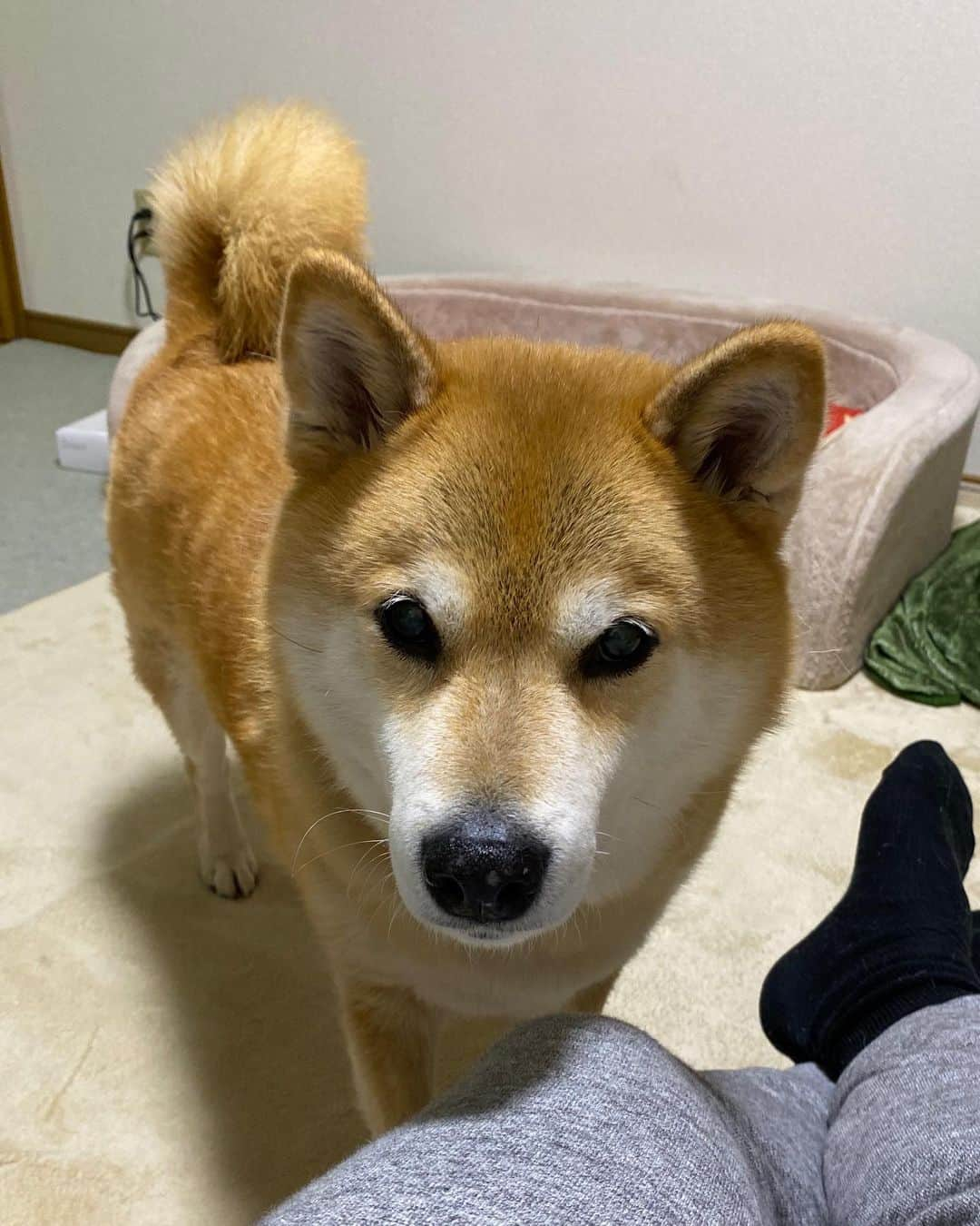 まる（まるたろう）さんのインスタグラム写真 - (まる（まるたろう）Instagram)「Daddy.. If you have time let's go for a walk together.✨🐶✨パパ暇そうだね〜　お散歩連れってあげよっか #帰りに焼き鳥買ってこうね #さぁ行くよ #イヤイヤさんしないでね #じぇんじぇん可愛く無いから」2月16日 19時12分 - marutaro