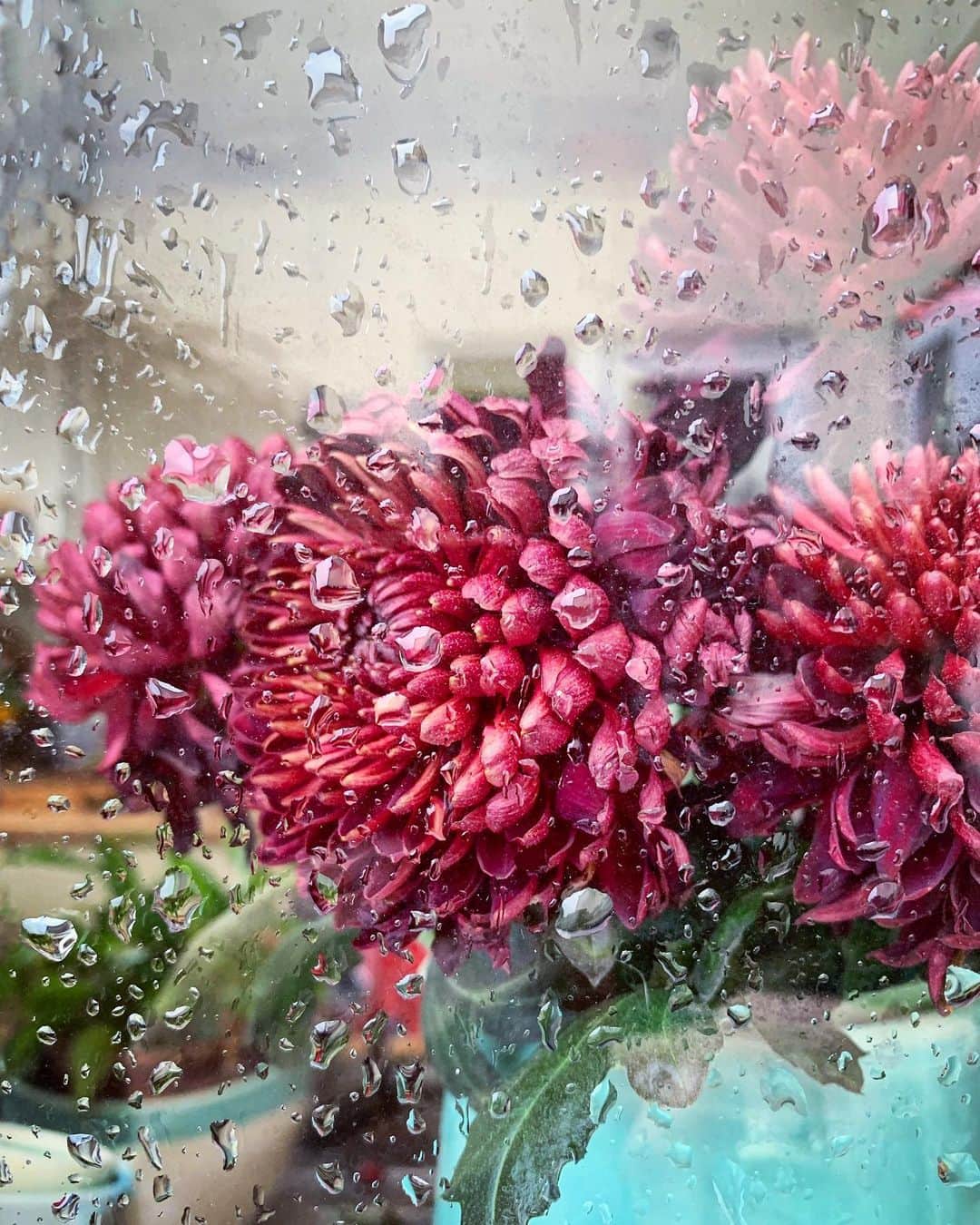Tea and sittingのインスタグラム：「🌧🥀...♡ #rainywindow #chrysanthemums」