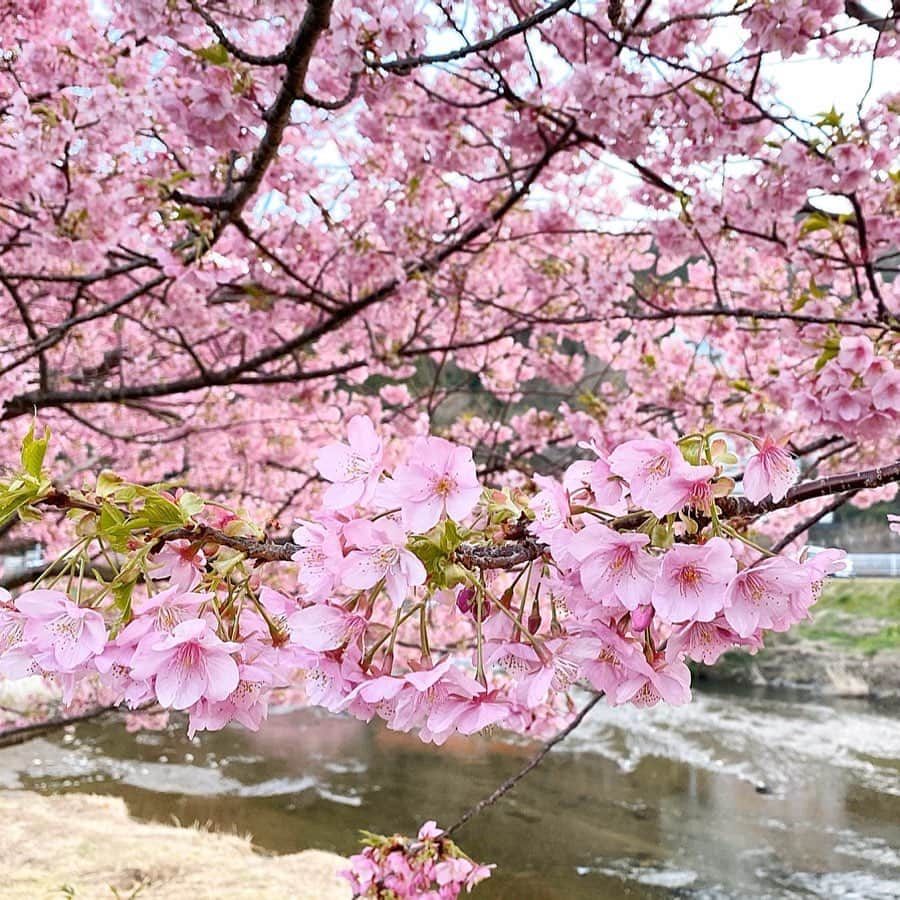 chiyo1173さんのインスタグラム写真 - (chiyo1173Instagram)「🌸🌸🌸 この週末で、毎年恒例の河津桜を見に 伊豆に行って来ました。 ・ ・ 昨日は曇り空、今日は雨降り。 お天気には恵まれませんでしが、 河津桜はちょうど満開で今年もとっても綺麗✨ でも晴れていたら、もっと綺麗だったのになー… ・ ・ 綺麗な桜と海を満喫して、 たーっぷりリフレッシュ出来た週末。 明日からまた頑張ろー٩(ˊᗜˋ*)و ・ ・ #河津桜#河津桜まつり#伊豆#伊豆旅行」2月16日 19時20分 - chiyo1173