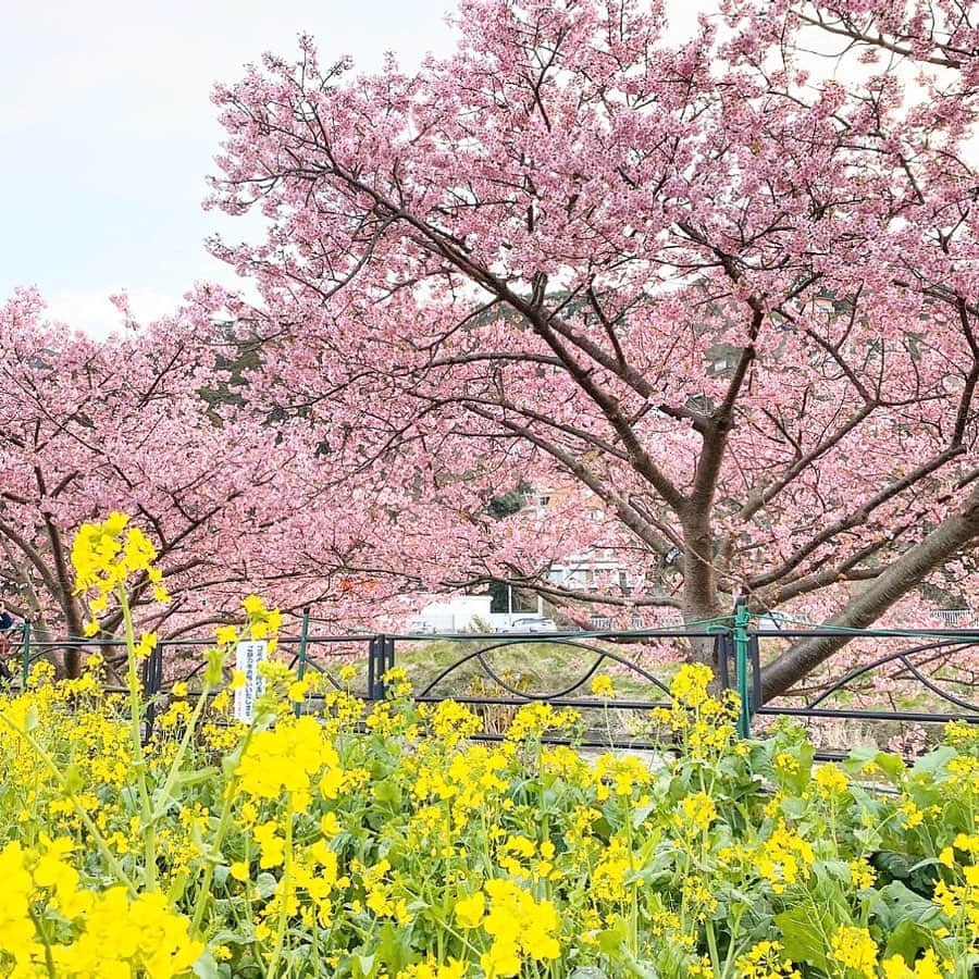 chiyo1173さんのインスタグラム写真 - (chiyo1173Instagram)「🌸🌸🌸 この週末で、毎年恒例の河津桜を見に 伊豆に行って来ました。 ・ ・ 昨日は曇り空、今日は雨降り。 お天気には恵まれませんでしが、 河津桜はちょうど満開で今年もとっても綺麗✨ でも晴れていたら、もっと綺麗だったのになー… ・ ・ 綺麗な桜と海を満喫して、 たーっぷりリフレッシュ出来た週末。 明日からまた頑張ろー٩(ˊᗜˋ*)و ・ ・ #河津桜#河津桜まつり#伊豆#伊豆旅行」2月16日 19時20分 - chiyo1173