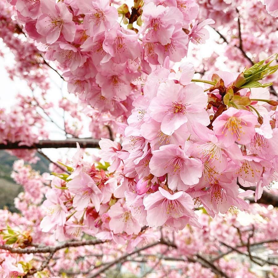chiyo1173さんのインスタグラム写真 - (chiyo1173Instagram)「🌸🌸🌸 この週末で、毎年恒例の河津桜を見に 伊豆に行って来ました。 ・ ・ 昨日は曇り空、今日は雨降り。 お天気には恵まれませんでしが、 河津桜はちょうど満開で今年もとっても綺麗✨ でも晴れていたら、もっと綺麗だったのになー… ・ ・ 綺麗な桜と海を満喫して、 たーっぷりリフレッシュ出来た週末。 明日からまた頑張ろー٩(ˊᗜˋ*)و ・ ・ #河津桜#河津桜まつり#伊豆#伊豆旅行」2月16日 19時20分 - chiyo1173