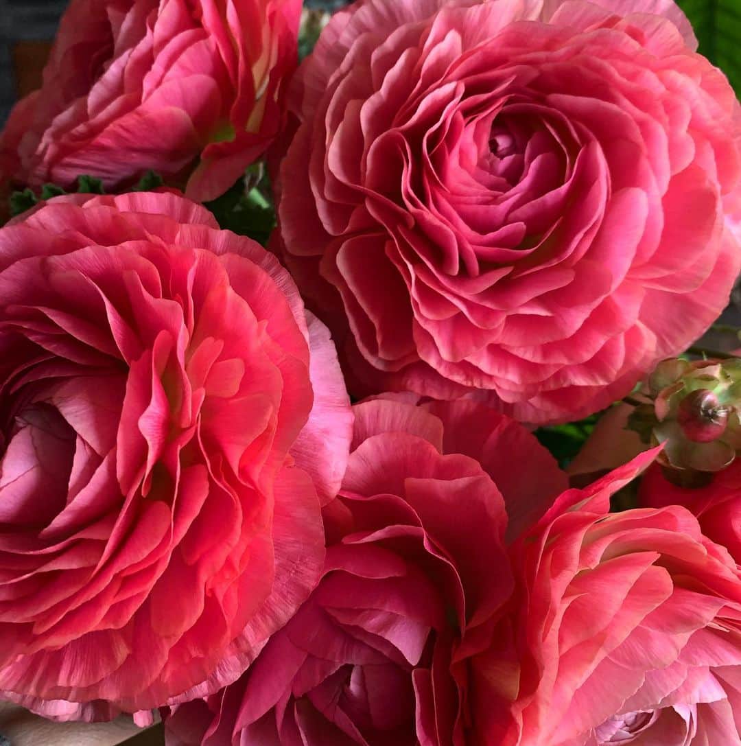 早坂香須子さんのインスタグラム写真 - (早坂香須子Instagram)「想いが言葉になったり、お花になったり、形はちがっても同じエネルギーで出来てるんだなぁと感じます。  たくさんのお花のようなあたたかいメッセージをありがとうございました♡とっても嬉しいです」2月16日 11時24分 - kazukovalentine