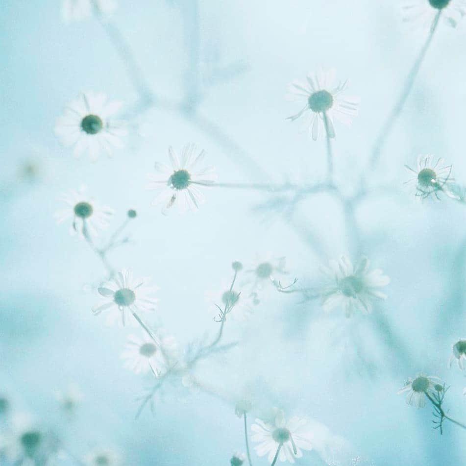 izumi_60のインスタグラム：「2020│02│16│sunday│11:40 . おはようございます . 暖かい雨☔ やっぱり今年は冬らしくない . .」