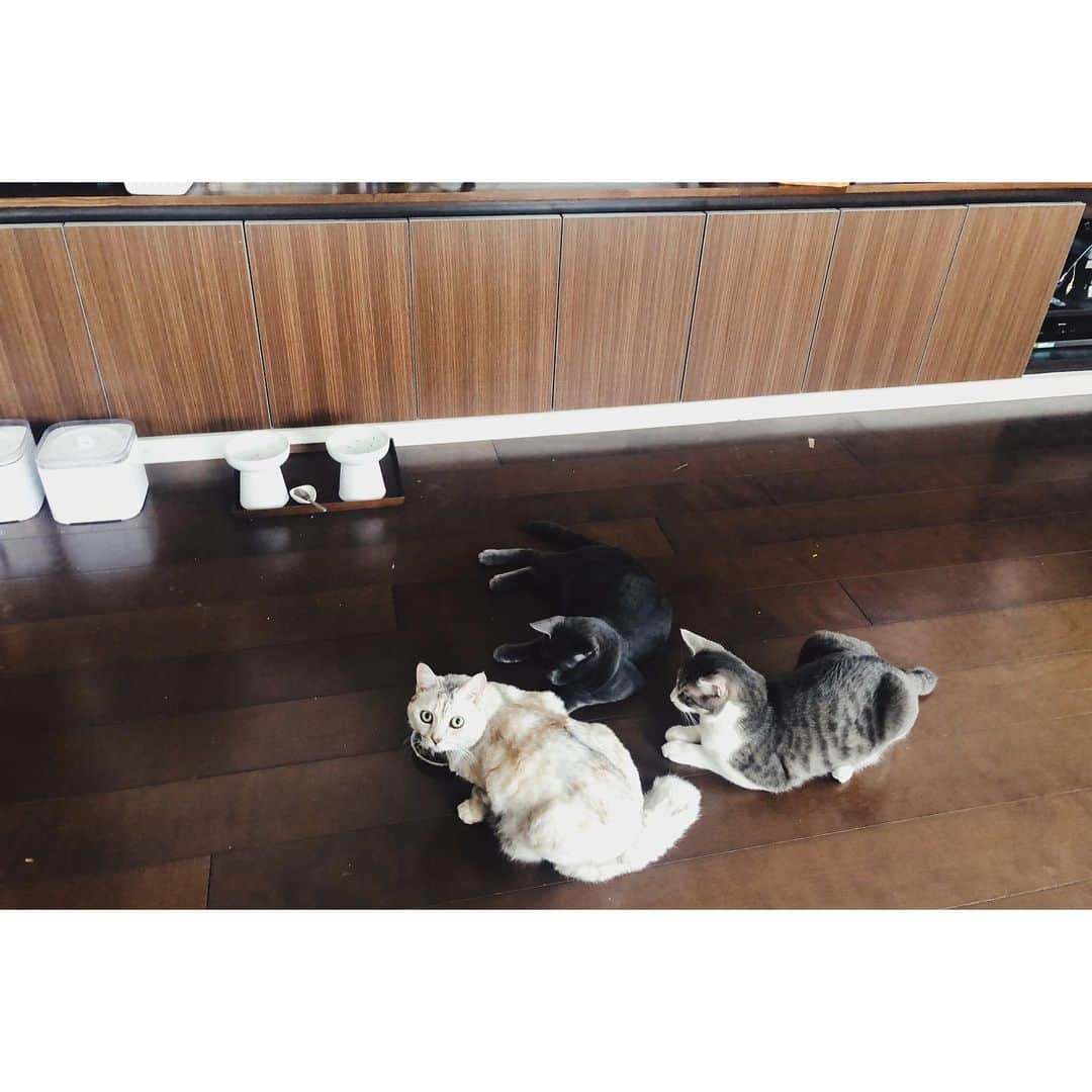 eriさんのインスタグラム写真 - (eriInstagram)「朝起きると猫が木登りして床に木の葉が散らばっていて、ユマにご飯をあげると、その残飯を狙うため仔猫がまわりをハイエナのように取り囲むというのが我が家の毎朝の風景です…。　#紋久育児日記」2月16日 12時33分 - e_r_i_e_r_i