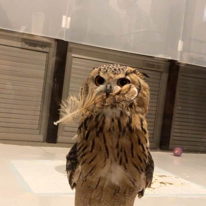 GEN3 Owlのインスタグラム：「フクロウ便で羽のお届けでーす、渡さないけど🦉 The postman just came to show his wings. #owl #owlgaru」