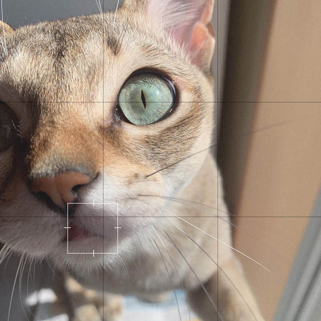山田菜々美のインスタグラム：「. アラジン お誕生日おめでとう🎂🐈 . #アラジン #猫 #誕生日 #貫禄ある #立派な眉毛にお髭🐱」