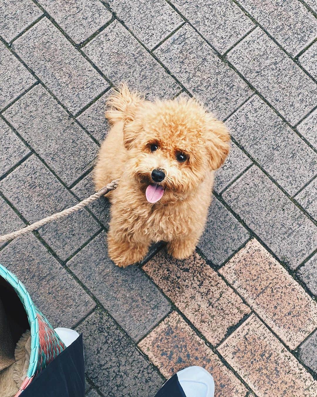 小塚源太のインスタグラム：「🐶 #toypoodle」