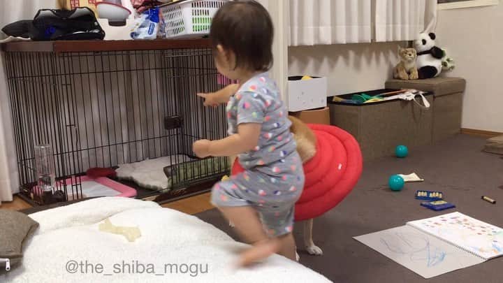 Moguのインスタグラム：「お姉ちゃん子分が小さい時に「ハウス」の練習に付き合ってあげてるところなの。 👧House, house. House. #ちょっと何を言っているかわからない . @the_shiba_mogu  #柴犬 #shibainu #shiba#赤柴 #redshiba#犬 #dog#しばいぬ#nannydog#犬と子供#子供と犬#柴犬と子供#柴#赤ちゃんと犬#犬と赤ちゃん#柴犬と赤ちゃん#赤ちゃんと柴犬#柴犬のいる暮らし#子守犬」