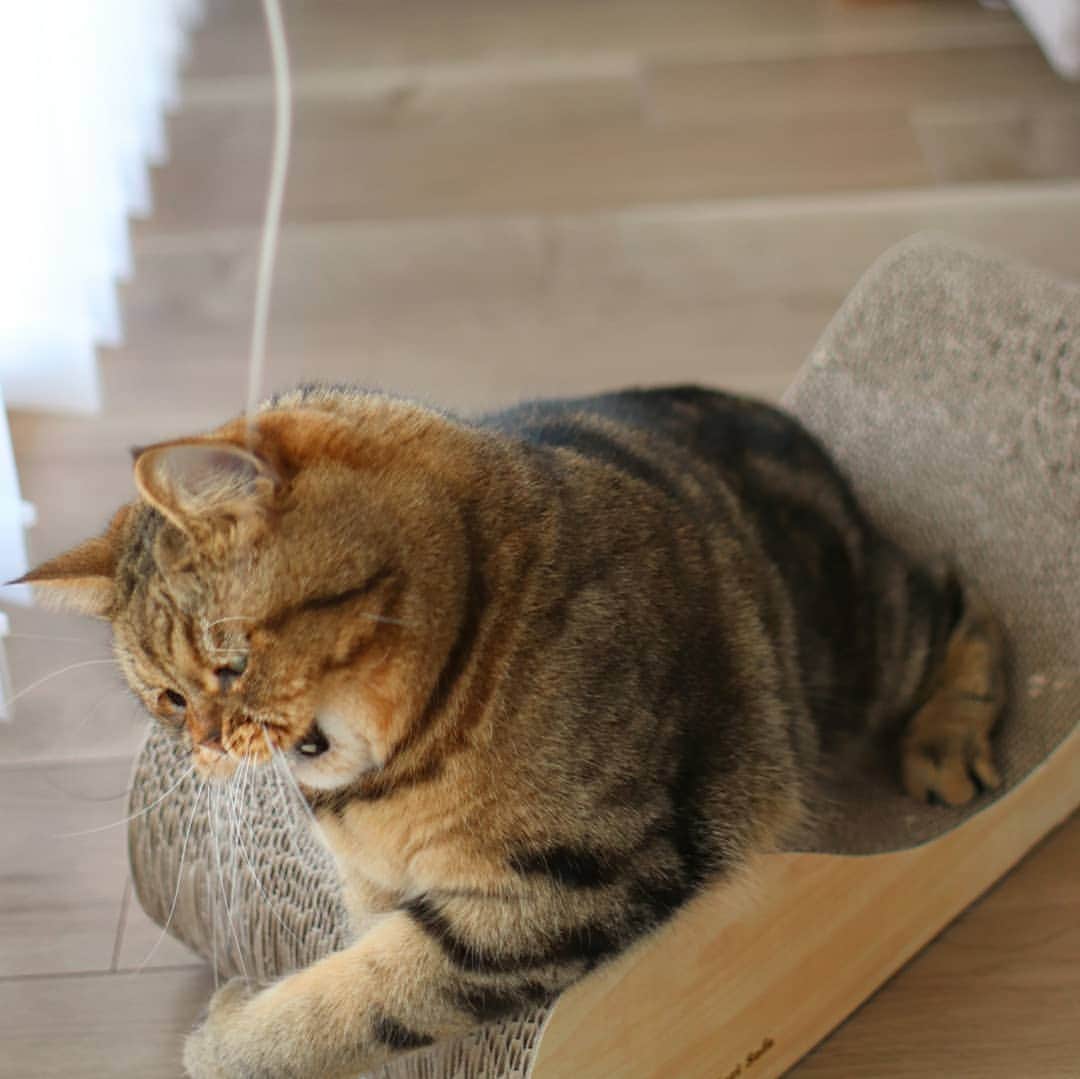 寅次郎（とらちゃん）のインスタグラム