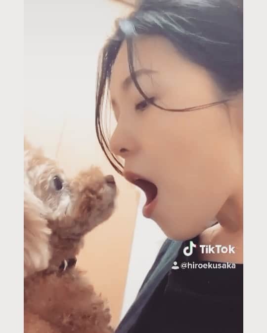 のインスタグラム：「ロルたんが可愛すぎて 見てると お口をパクリと 食べたくなる💓  だから 『パクリさせて〜❣️』 って言っても いつも拒否られる バカ飼い主😂  毎日愛犬との日課でした🐾  そりゃ嫌がられるなw  #愛犬との日課 #お口かぶりつきたい #お口がぶりっ子 #バカ飼い主 #愛犬 #toypoodle #dogstagram #いぬすたぐらむ #ロルスタグラム #lolgram」