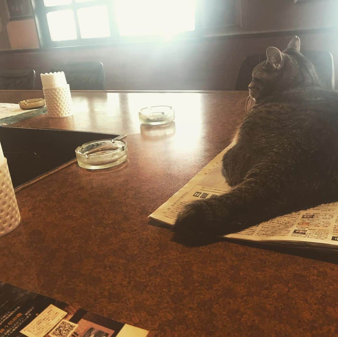 ねこてんのインスタグラム：「#2年前 猫のいる喫茶店」