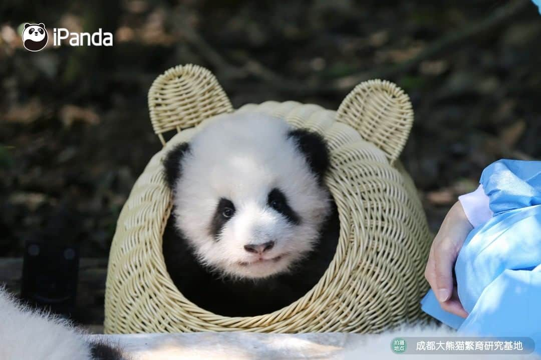 iPandaさんのインスタグラム写真 - (iPandaInstagram)「My cutie pie, you're so charming that you brighten my world. 🐼 😆 🐼 #panda #ipanda #animal #pet #adorable #China #travel #pandababy #cute #photooftheday #Sichuan #cutepanda #animalphotography #cuteness #cutenessoverload」2月16日 17時30分 - ipandachannel