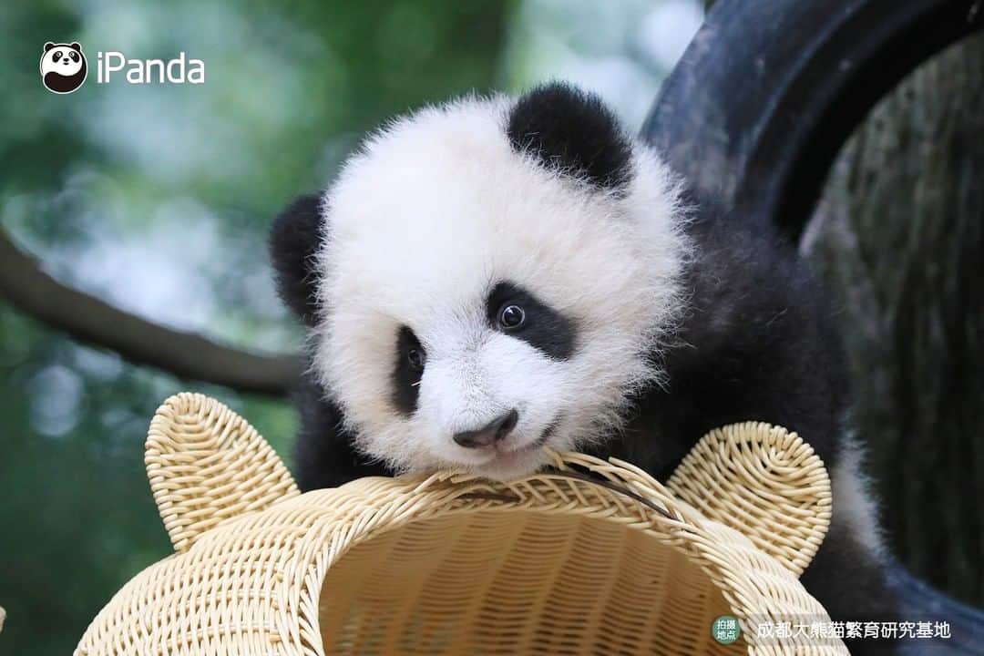 iPandaさんのインスタグラム写真 - (iPandaInstagram)「My cutie pie, you're so charming that you brighten my world. 🐼 😆 🐼 #panda #ipanda #animal #pet #adorable #China #travel #pandababy #cute #photooftheday #Sichuan #cutepanda #animalphotography #cuteness #cutenessoverload」2月16日 17時30分 - ipandachannel