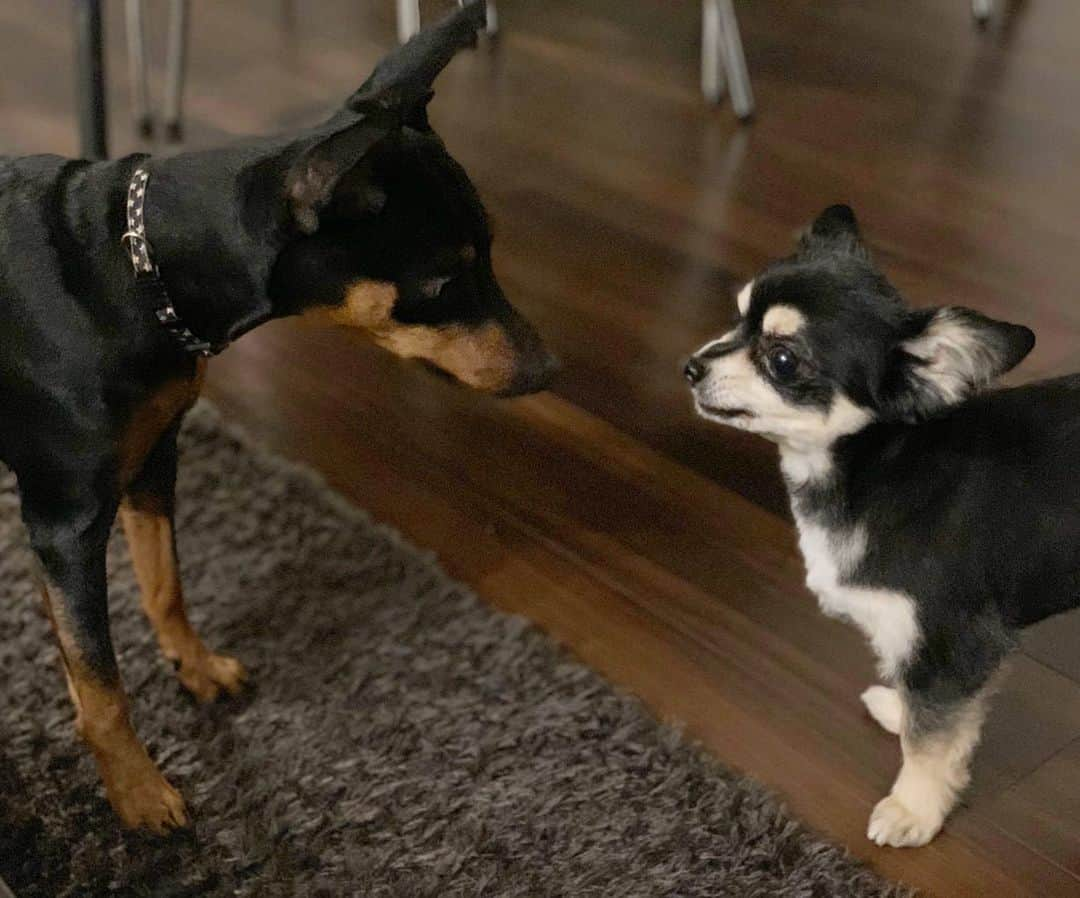 広瀬未花さんのインスタグラム写真 - (広瀬未花Instagram)「We're two of a kind🐶 麻呂仲間同士、仲良くね❤️ ・ ミニピンのラスティーくん、 男前すぎる😂❤️ タオが女の子にみえる笑 ・ ・ ・ #黒の配色が大体同じw #癒しの君たち #麻呂界のイケメン #ミニピン #チワワ #犬会 #タオ丸」2月16日 17時30分 - micahirose