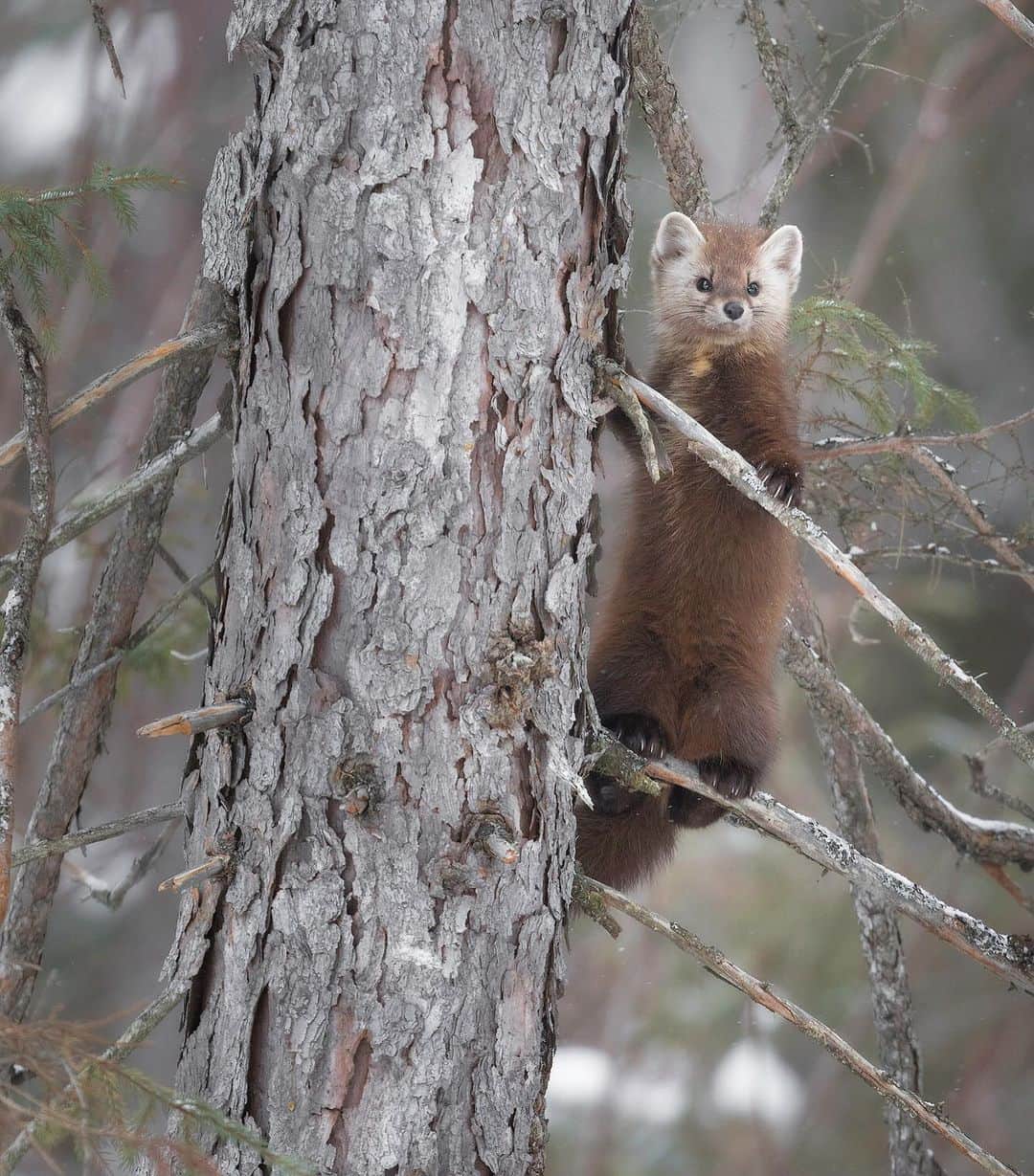 Chase Dekker Wild-Life Imagesのインスタグラム：「This little pine marten tested my patience quite a bit during my recent shoot in Canada. During my time in the Canadian Rockies I walked right into a marten on a trail, but since I didn’t have the right lenses, I didn’t take any photos and just watched figuring there would be many more in eastern Canada. However, as I made my way east, these little mustelids proved quite difficult to pin down and seemed mostly nocturnal, only leaving new trails at night. I eventually tracked down this marten’s den and waited and waited for it to come out. One morning, I waited nearby for nearly 3 hours before checking another location for only half an hour. When I returned, a new set of tracks were made which meant I missed the window and the marten had gone off hunting. I repeatedly checked the location over the course of the day to see if it had returned, but had no such luck. It wasn’t until early the next morning that I found the marten scurrying across the snow and scaling various trees, possibly looking for blue jays (jay feathers were around its den). A face like this though always make all the hours spent waiting worth it!」