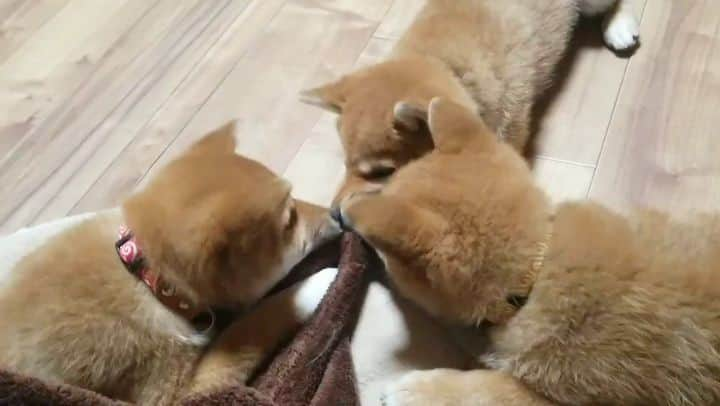 柴犬たま Shibainu Tamaのインスタグラム