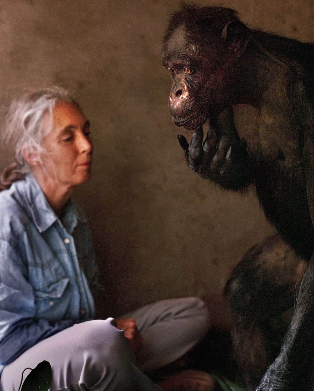 のインスタグラム：「Photo by @michaelnicknichols | Brazzaville, Republic of Congo.  A different frame of this scene was on the cover of National Geographic in December 1995, but I chose this one for my "Wild" retrospective book. It's the camera seeing Gregoire as an old, helpless man with Jane Goodall being out of focus in the background that intrigues me. This image speaks more to the conflict between humans and nature. You do not need words.」