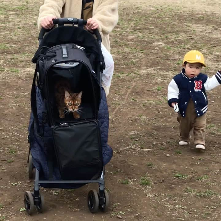 なつこのインスタグラム：「なつこさんと弟くんのピクニック😹👶🌳 ・  #なつこ #なっちゃん #なつこさん  #ペコねこ部 #みんねこ #ねこら部 #picneko #猫と暮らす #猫のいる暮らし #instacat #catstagram #catlife #catlover #catoftheday #ilovecat #topcatphoto #catsofinstagram #bestmeow #ねこ部 #ふわもこ部 #にゃんだふるらいふ #にゃんすたぐらむ #ねこすたぐらむ #猫動画 #catvideo #catmovie #赤ちゃんと猫 #猫と赤ちゃん #hikingcat #AdventureCats」