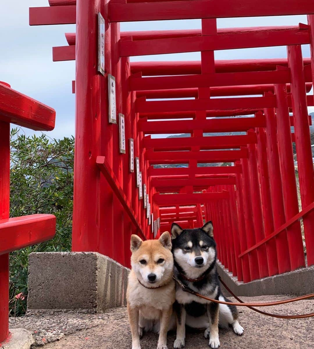 豆柴なつ&ふゆさんのインスタグラム写真 - (豆柴なつ&ふゆInstagram)「We go to Yamaguchi😊💓 九州旅行最終日は帰る途中で山口県に😊💓 角島大橋と元乃隅稲荷神社へ😄✨ #旅 #travel #九州旅行 #犬連れ旅行 #角島大橋 #元乃隅稲成神社 #山口 #yamaguchi #シバフル #わんダフォ #shibamania  #柴犬ライフ#pecoいぬ部 #shiba_snap  #instashiba#cutedogs  #柴犬#shiba #shibainu #shibastagram #いぬすたぐらむ #pecoいぬ部 #犬バカ部 #shibainumag_feature #instafollow #dogoftheday  #🐕📷 #theshibasociety  #柴#proudshibas  #柴犬マニア」2月16日 20時57分 - mameshiba.natsuinu56