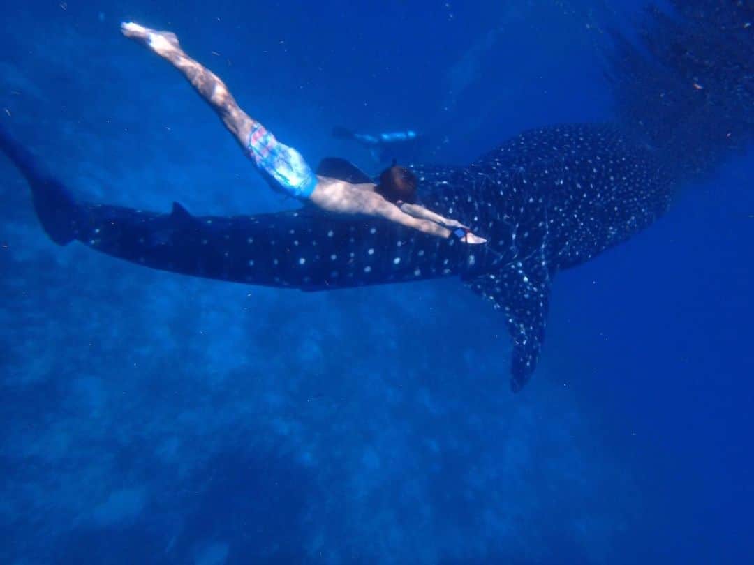 大倉士門さんのインスタグラム写真 - (大倉士門Instagram)「一つの夢が叶った日。 野生のジンベエザメと一緒に泳ぐ。 貴重な体験。一生の思い出。」2月16日 21時08分 - shimonsmile