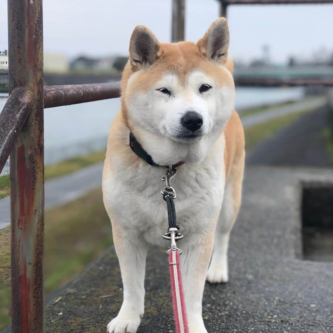 こなつさんのインスタグラム写真 - (こなつInstagram)「今日は小雨の中の散歩で、仏様のようなお顔になったよ😊」2月16日 21時28分 - makonatu