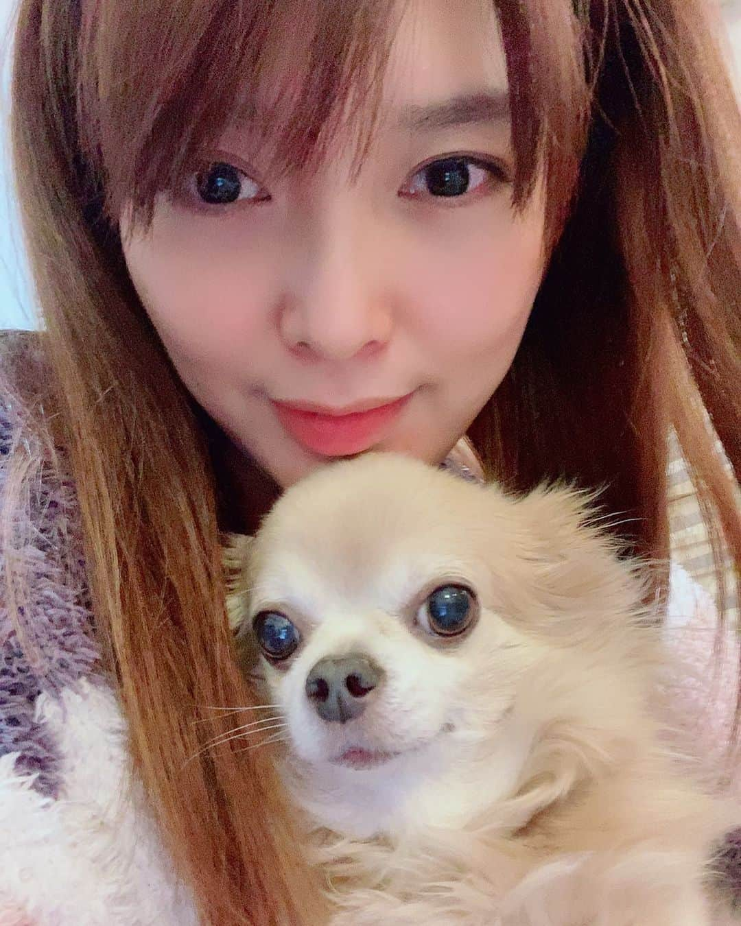 蓮城まことさんのインスタグラム写真 - (蓮城まことInstagram)「🐶 しょこら10歳になりました🐕 誕生日おめでとう✨ ずっと一緒にいてくれてありがとう☺️ #しょこら #ロングコートチワワ #ブルーフォーン #今度ケーキ食べようね🎂 #いつももふもふをありがとう」2月16日 21時45分 - makotorenjo_king_official