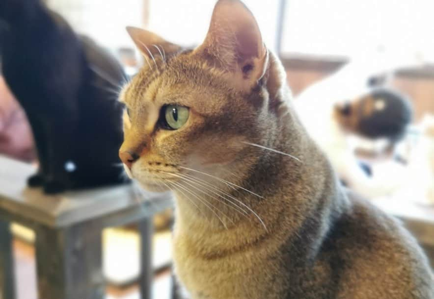 怜花さんのインスタグラム写真 - (怜花Instagram)「猫カフェ🐈 きゃりこ新宿店に行ってきました🐾♡ ・ すっごく可愛くて癒された〜✨ みんなのびのび生活されてました♡ ・ #猫カフェ　#きゃりこ　#きゃりこ新宿店」2月16日 22時46分 - reika_0419