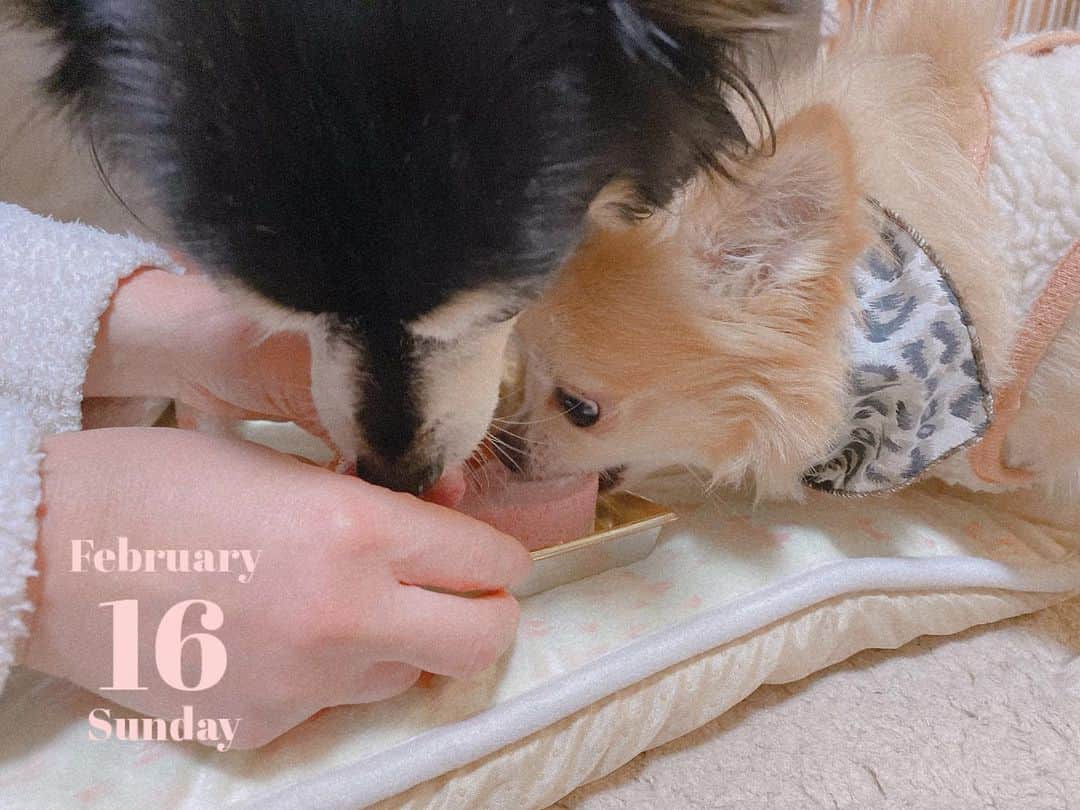 清原梨央さんのインスタグラム写真 - (清原梨央Instagram)「チョコさん16歳のお誕生日🎂 初めて犬用ケーキなど買ってみたら大騒ぎでした。。笑 長生きしてくれてありがとう。自慢の子です。大好きです。清原家の宝だよ〜〜。これからもよろしくね☺️✨ ・ #happybirthday #チョコ」2月16日 22時54分 - ___rioky001114