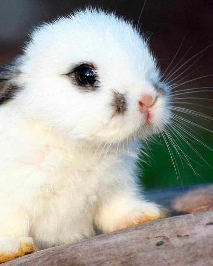 Baby Animalsさんのインスタグラム写真 - (Baby AnimalsInstagram)「Cute lil bunny 🐰💕」2月16日 23時58分 - thebabyanimals
