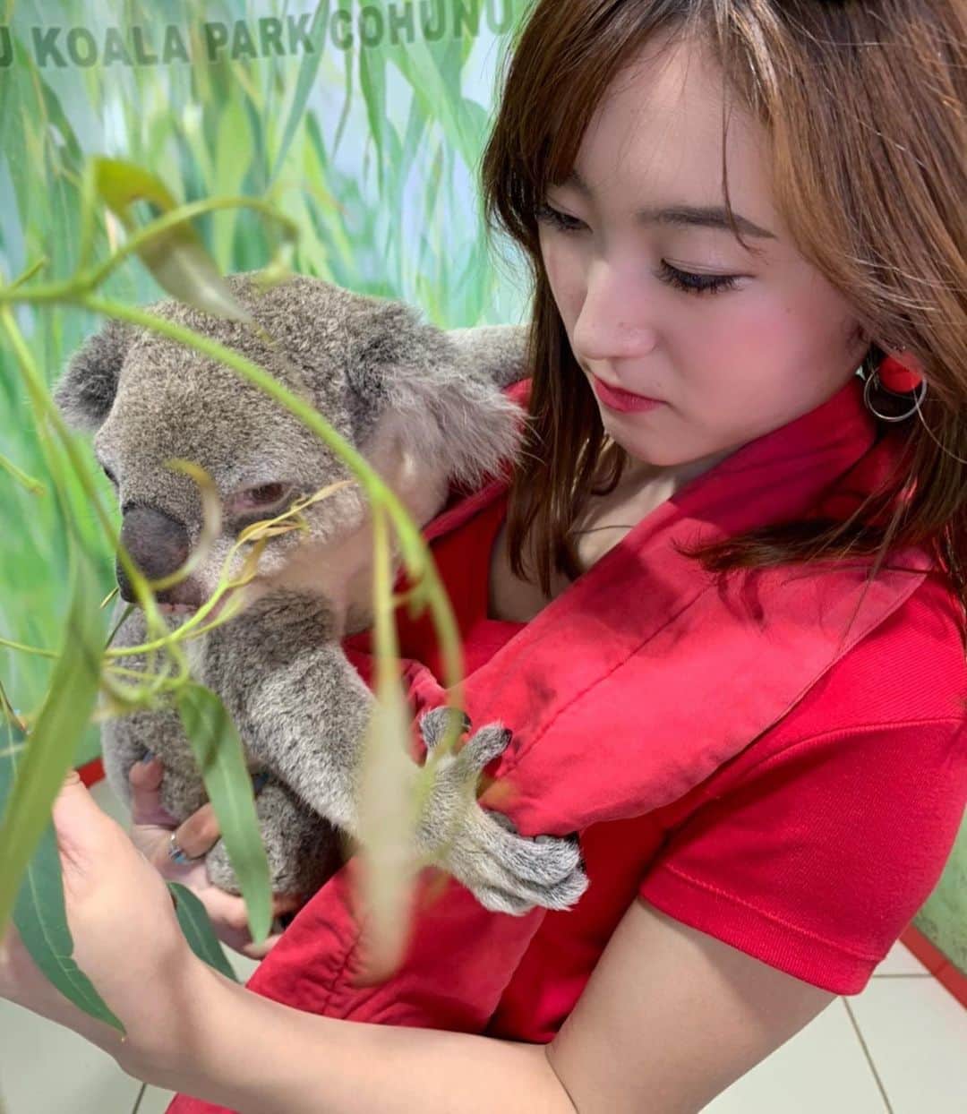 木原万莉子さんのインスタグラム写真 - (木原万莉子Instagram)「コアラちゃん🐨 ・ オーストラリアの森林火災による被害から、痛々しいコアラの映像をよく目していたので、少し心苦しい気持ちになりました。 ・ そんなコアラを誰でも身近に支援出来る方法は、コアラのマーチを買うこと！ ロッテのコアラのマーチは「オーストラリア・コアラ基金」のロゴマークが掲載されています。 ・ 私も今回募金して帰りたいと思います。 抱っこしてみたらわかるこの可愛さ🥺守ってあげたい🥺 ・ #koala#コアラ#コアラ募金#australiakoalafoundation」2月17日 0時41分 - mariko94skater