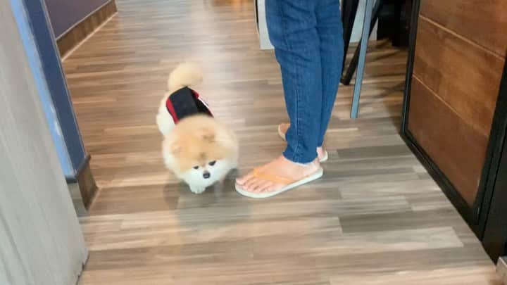 Ella Chuffyのインスタグラム：「Run run run....🐶💨 🤍 . . . . . . . . . #ellachuffy #pet #petstagram #pomeranianpage #pomeraniansofinstagram #teacuppoms #cutedogs #pomeranian_lovers #pomeranianlife #pomeranianworld #teddybeardog #pomeranian #puppylove #aplacetolovedogs #dogoftheday #justpomeranians #fluffypack #dogoftheday #anmlsposts #thedailypompom #picoftheday #iflmdog #犬 #狗 #everydaydoglover  #pomeranianww #justpomeranians #wiggleless #wigglelessdogbackbrace」