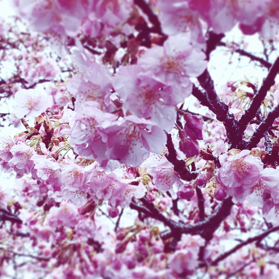 中野敬久さんのインスタグラム写真 - (中野敬久Instagram)「#cherry #cherryblossom #flowers #flowersoflife #pink」2月17日 2時57分 - hirohisanakano