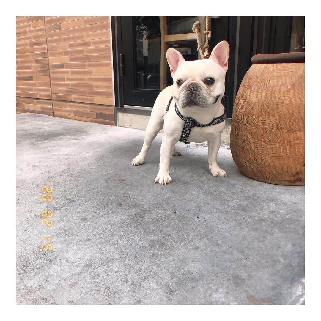 船曳ひろみさんのインスタグラム写真 - (船曳ひろみInstagram)「マイラブ♡ #おもち #frenchbulldog」2月17日 13時14分 - hiromi_funabiki