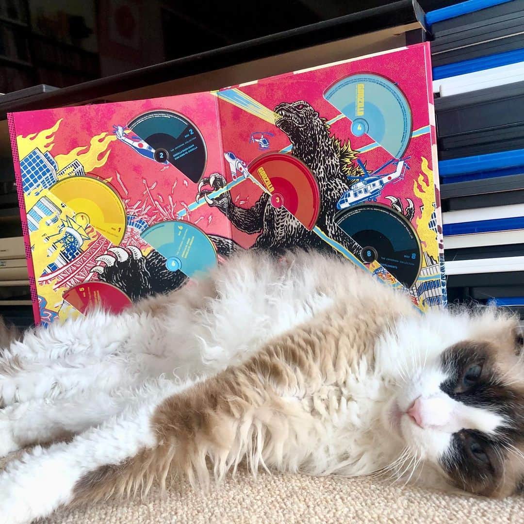 のインスタグラム：「今日のロビン。 背にしているのは先日うちに取材に来てくれたカメラマンの方からいただいたアメリカ版ゴジラCD。  今日も良い日でありますように✨  #laparm #ラパーマ #猫 #ねこ #ネコ #ねこすたぐらむ  #株式会社ファイブキャッツ」