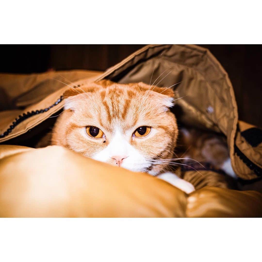 青木カズローさんのインスタグラム写真 - (青木カズローInstagram)「最近ちょっとハマりつつあるシーシャバーにおる猫、人慣れしてて可愛い。 猫は太々しい顔した奴がいい。 #猫 #cat」2月17日 14時01分 - cazrowaoki
