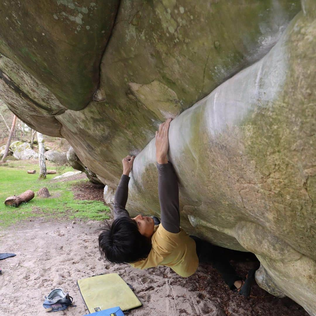 濱田健介のインスタグラム：「Fontainebleau Day5. Today, I went to Buthiers and Roche aux sabots. I enjoyed some problems 7A to 7C+. My skin is a little bit pink. Maybe rest tomorrow. Photo and video are Atomic playboy 7C+. ブロー5日目。 今日はButhiersとRoche aux Sabotsというエリアに行って、7Aから7C+までやや軽めに登った。 今日はテンポよく登れたので、少し調子良かったのかな？指皮もだいぶ無くなってきたので、明日はレストかなー。 写真と動画はAtomic playboy 7C+。 スローパーと見せかけたカチ課題でサクッと登れた。ブローのグレードは7Aでもめちゃ悪かったりで、あまり当てにならんな、と思った。 @rockmasterhq  @unparallelup  @organicclimbing  @nogradjustfeeling  @camp1889」