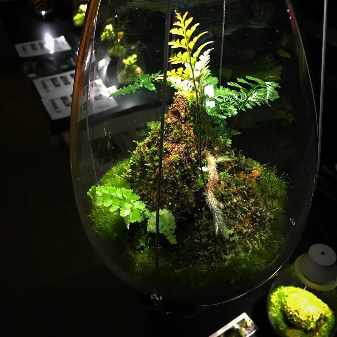 Mosslight-LEDさんのインスタグラム写真 - (Mosslight-LEDInstagram)「#mosslight#モスライト#苔#コケ#mossy#mossa#moss#terrarium #テラリウム#indoorgreen#plants#コケテラリウム#苔テラリウム#mossterrarium#mossarium#照明器具#lightingfixture#コケあかり#LED照明付テラリウム#パルダリウム#paludarium#インドアグリーン#照明デザイン#mosslightled#indoorgreen」2月17日 7時17分 - mosslight1955