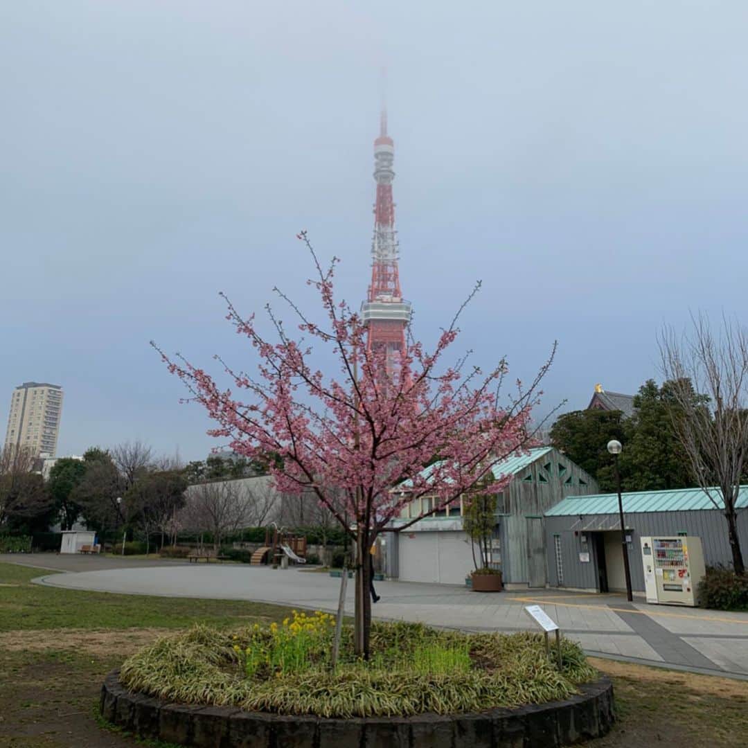 くろさんのインスタグラム写真 - (くろInstagram)「たわ！ #🗼 #tokyotower #東京タワー #芝公園 #増上寺 #shibapark #zojoji #tokyo_instagram #MYTOKYOIS #TokyoTokyo」2月17日 8時09分 - m6bmw