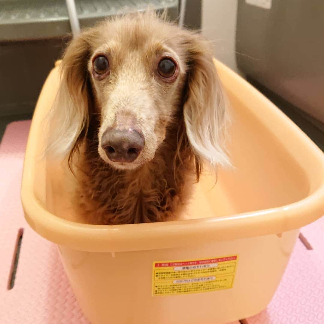 くるみんのインスタグラム：「* こむぎさん、昨年末からの馬尾症候群があったので、1ヶ月半ぶりのシャンプー♨️ さっぱりしたねー！  #ミニチュアダックスフンド #ミニチュアダックスフント #ミニチュアダックス #イザベラタン #イザベラ #ダックス多頭飼い #ダックスフント #ダックスフンドカニンヘン #ダックス部 #ダックス大好き #ダックスフンド #ダックス #わんこなしでは生きていけません会 #いぬばか部 #いぬすたぐらむ #短足部 #お風呂 #シャンプー #dachshundgram #dachshund_feature #dachshund #dogstagram #instagramdog #instadachs #instadog #kyounodachs #todayswanko #7pets_1day #all_dog_japan #east_dog_japan」