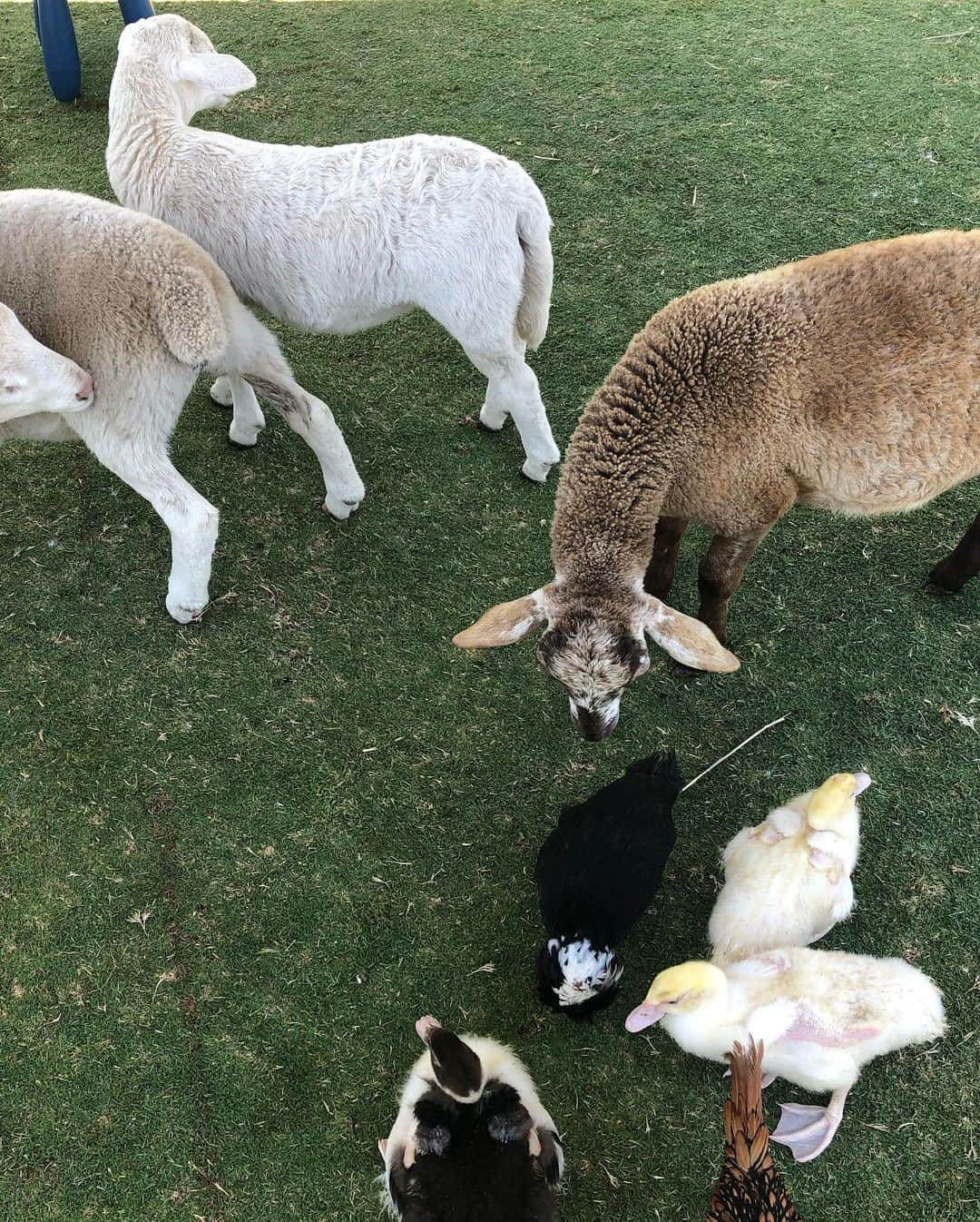 上原彩子さんのインスタグラム写真 - (上原彩子Instagram)「ロイヤルアデレードゴルフクラブの癒しの動物園🐐🐑🐂羊の毛はモコモコでしたー #動物園 #アデレード #かわいい #癒し #オーストラリア #サウスオーストラリア」2月17日 14時26分 - ayako_uehara.golf