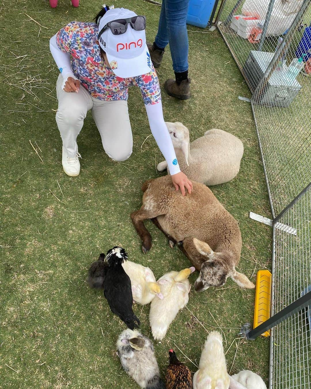 上原彩子さんのインスタグラム写真 - (上原彩子Instagram)「ロイヤルアデレードゴルフクラブの癒しの動物園🐐🐑🐂羊の毛はモコモコでしたー #動物園 #アデレード #かわいい #癒し #オーストラリア #サウスオーストラリア」2月17日 14時26分 - ayako_uehara.golf