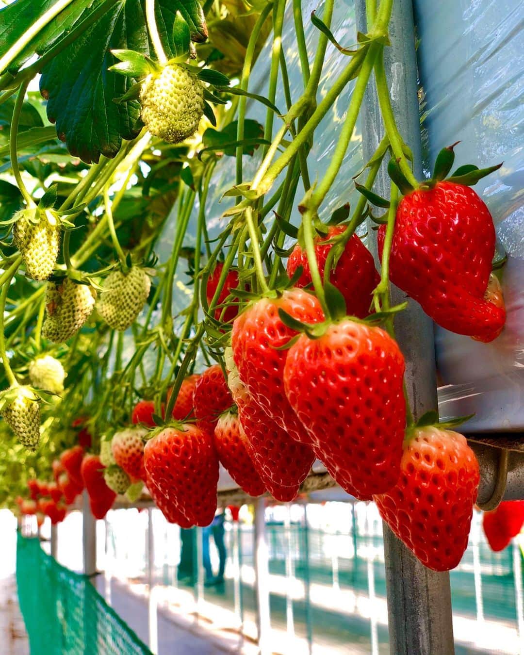 のインスタグラム：「. 今季初のいちご狩り😋🍓🍓🍓 . 「石和いちご館青柳」でいちご狩りをしました🙋‍♀️ いちごの種類は章姫🍓 今の時期は30分食べ放題で¥2,000円🍓 . ついつい食い意地が張ってしまい、 40個は食べたな…🤢 これで最後❗️って思っても 真っ赤ないちごを見つけると食べちゃってね、 結果、食べ過ぎて苦しくなった🤢 . 来月は栃木でいちご狩り遠足実施予定👨🏽👩👱‍♀️👧👶🏽 . #石和いちご館青柳  #山梨県笛吹市 #いちご狩り  #章姫  #🍓 #いちご食べ放題」