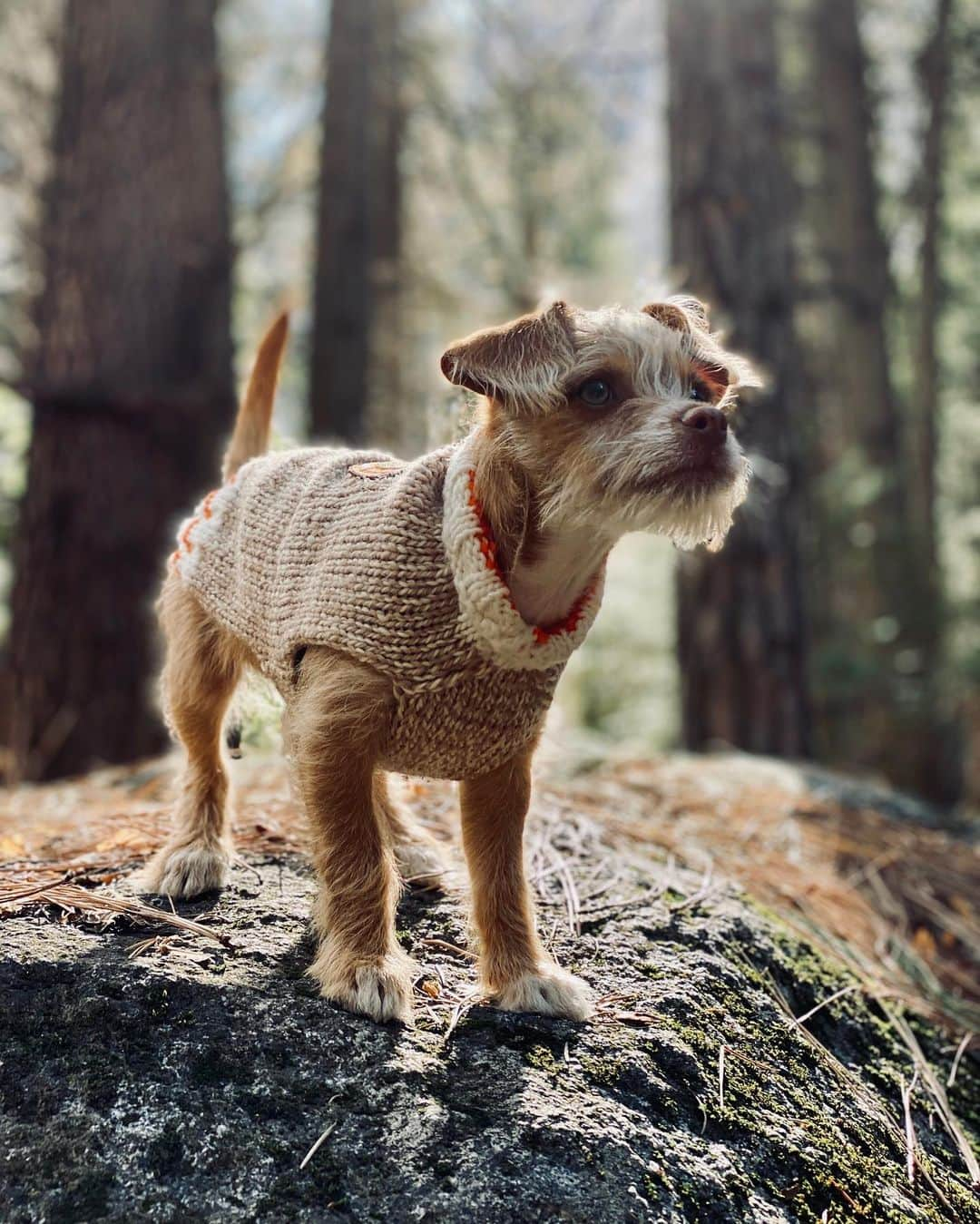 リリー・コリンズさんのインスタグラム写真 - (リリー・コリンズInstagram)「Redford takes Yosemite...」2月17日 10時12分 - lilyjcollins