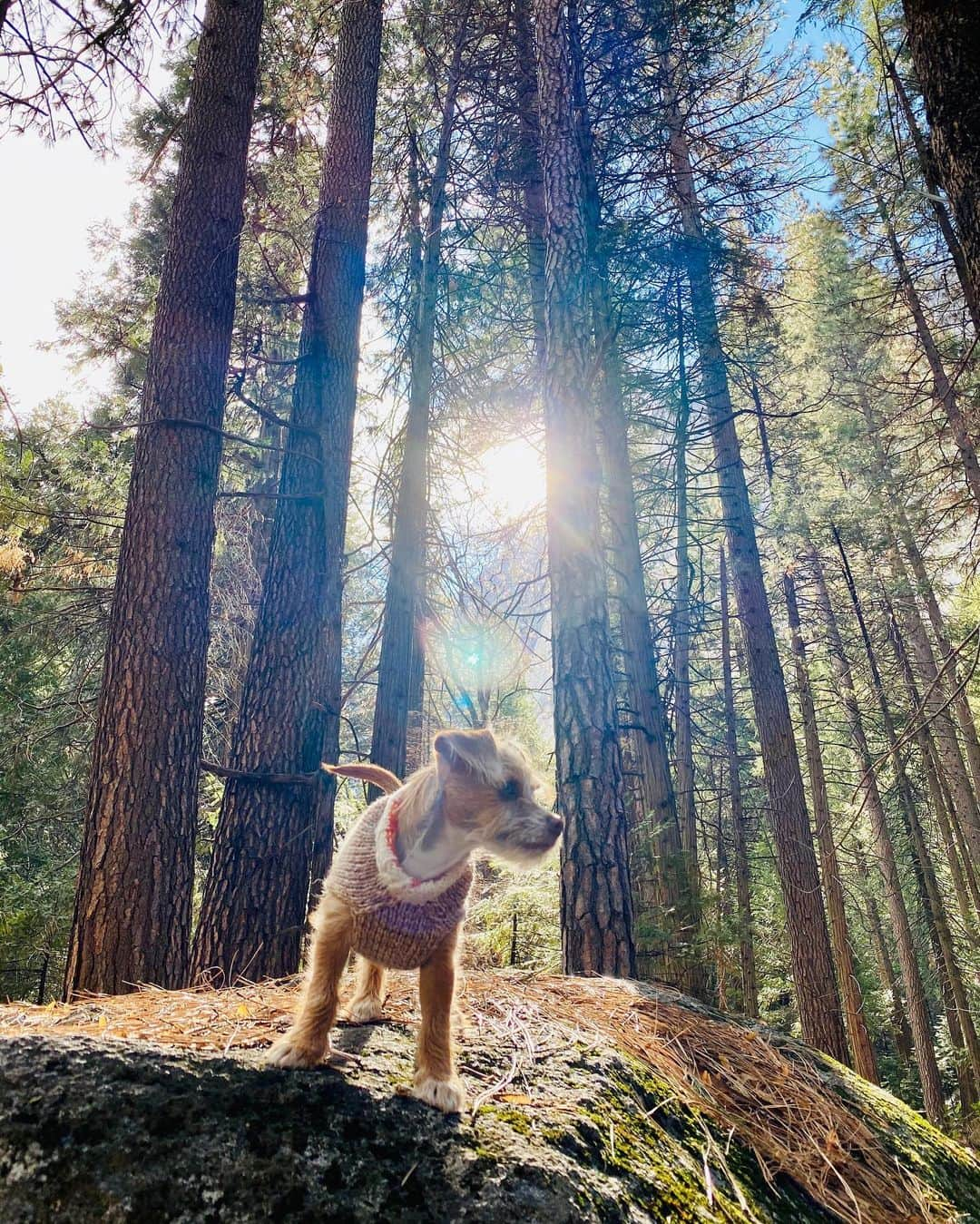 リリー・コリンズさんのインスタグラム写真 - (リリー・コリンズInstagram)「Redford takes Yosemite...」2月17日 10時12分 - lilyjcollins