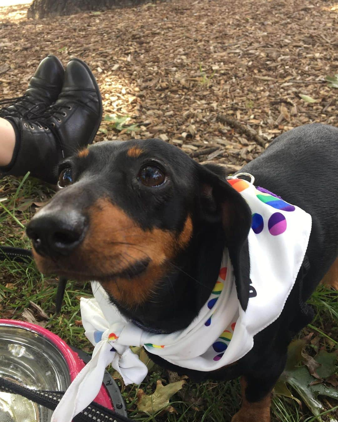 ケイティ・パスフィールドさんのインスタグラム写真 - (ケイティ・パスフィールドInstagram)「A whole day of doggos and then saw Queen - how could life be better 🐾 @firefightaustralia」2月17日 10時52分 - katiepasfield