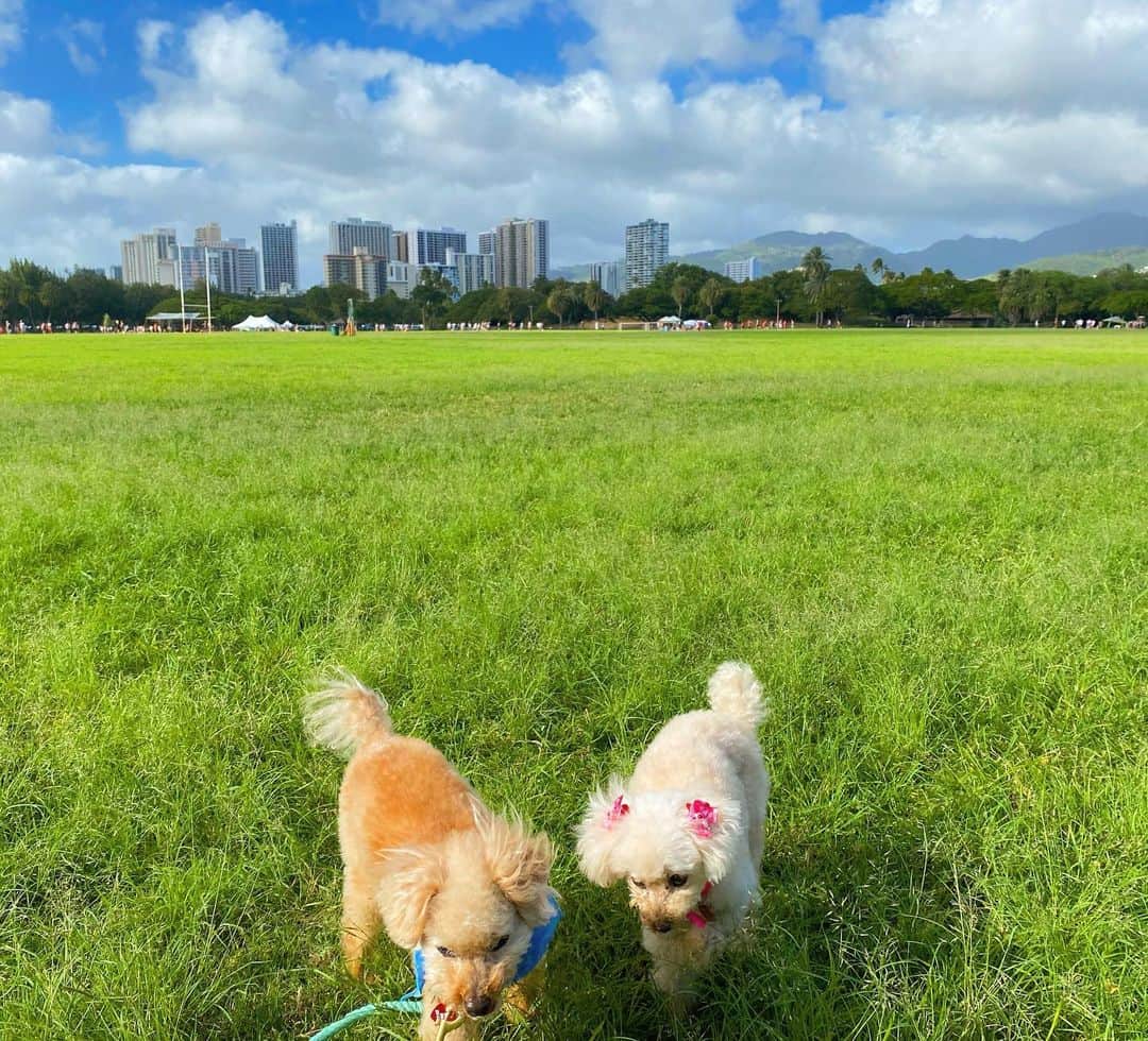 マキ・コニクソンさんのインスタグラム写真 - (マキ・コニクソンInstagram)「Happy Aloha Sunday!! CCとワンズとカピオラニ公園でお散歩なう！ ハワイは今日もお天気良くて めちゃんこ快適な気候ですっ！👍🏼 なんて平和な日曜日なんだろう！☺️ 今日もこのハッピーな波に乗ってしまおう！ #ハワイのおすそ分け🤙🏼 #リラックスタイム #ハワイは平和だね ✌🏼」2月17日 11時05分 - makikonikson