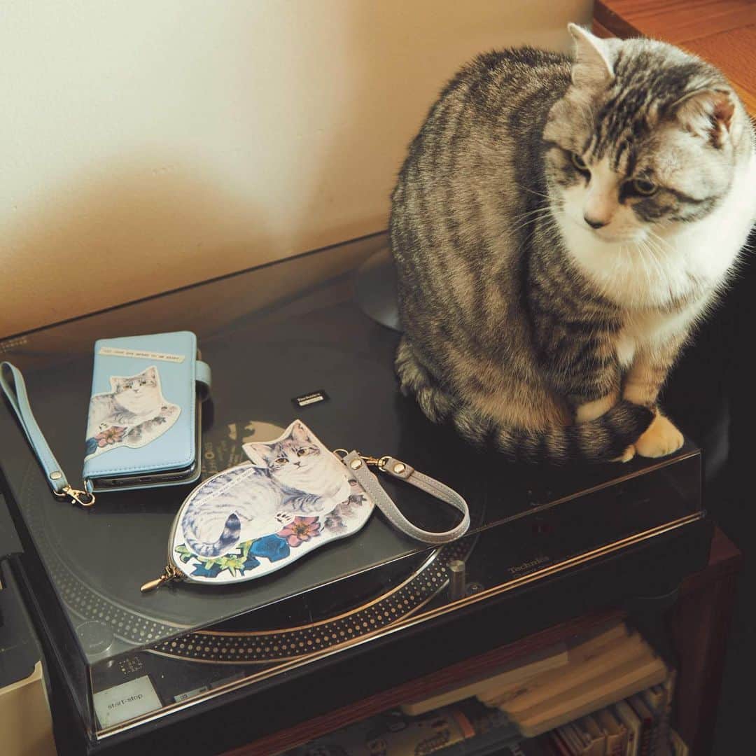 Cat's NapTimeのインスタグラム：「2/19発売「Cat’s NapTime」第5弾のアイテムをご紹介！ ・ 歌手の坂本美雨さんの愛猫・サバ美のスマートフォンケースとパスケースは、第4弾「FLORIST ネコのお花屋さん」からの復刻アイテム。 ・ 「Cat’s NapTime」第5弾のアイテムはこちらのリンクからもご覧いただけます。 ➡@catsnaptime ・ ※一部店舗で「Cat's Nap Time」アイテムの取り扱いがございません。詳しくはお近くの店舗かお問い合わせ窓口までお問合せください。 ・ ・ ・ #cats_naptime #cats_naptime5 #AfternoonTea #AfternoonTeaLIVING #ネコ #cat #savami #フォンケース #パスケース #復刻」