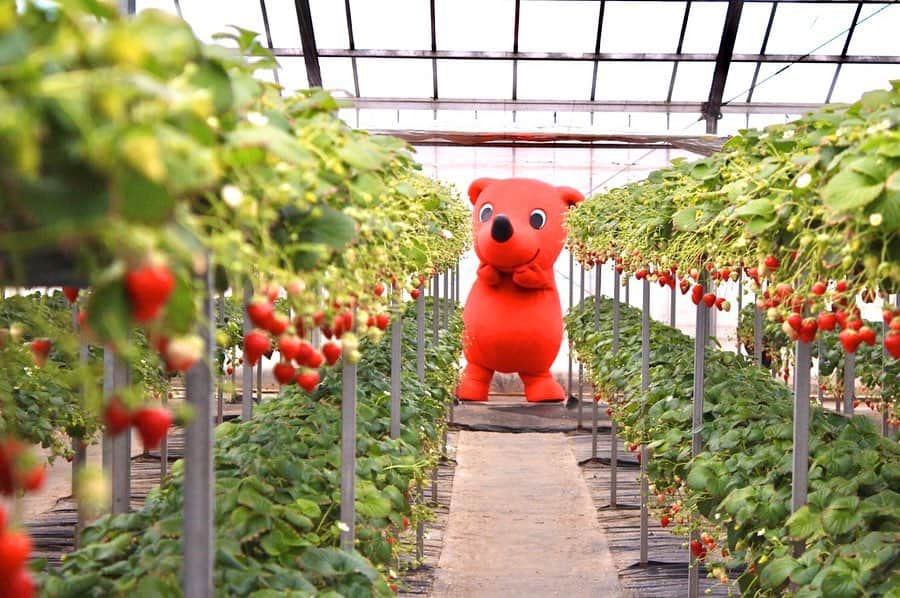 チーバくんのグルメインスタ