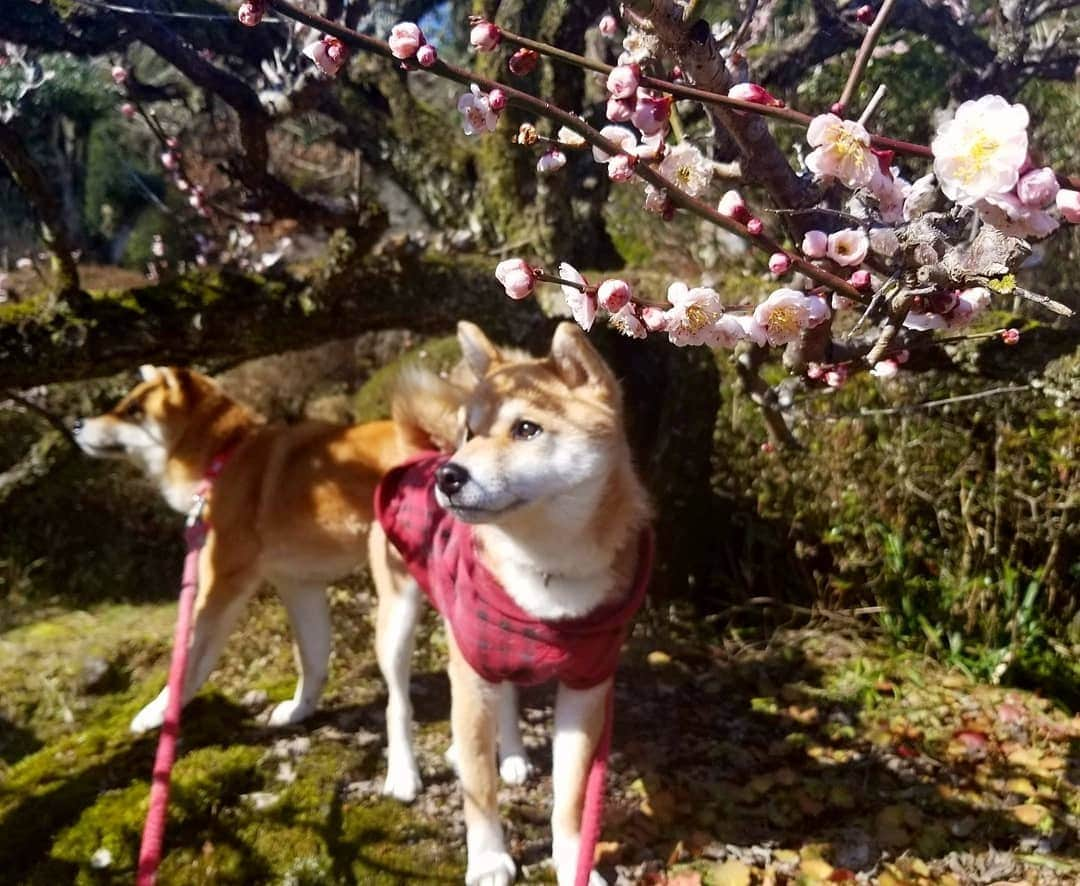 柴犬たま Shibainu Tamaのインスタグラム