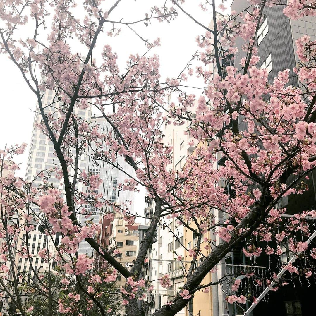 大咲貴徳のインスタグラム：「🌸Cherry Blossoms🌸」